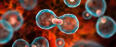 dormir  cancer el efecto del sueno en el riesgo del cancer