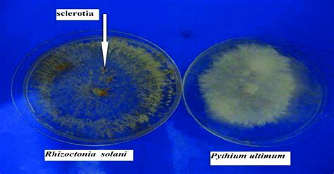 R Solani And P Ultimum Were Grown Radically On Pda Media At 28°±2°c