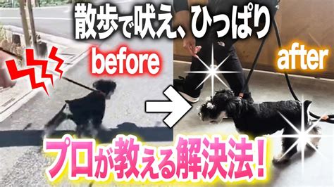 【犬のしつけ】散歩で吠える、ひっぱる犬はコレで解決！【ドッグトレーナー解説】 Youtube