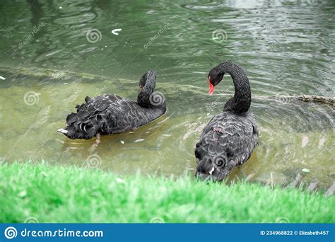 Cisnes Pretas Na Grama Verde Do Parque Foto De Stock Imagem De Fofofo