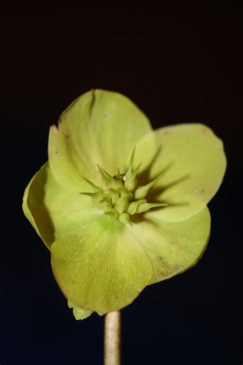 Yellow flower blossom close up helleborus viridis family ranunculaceae