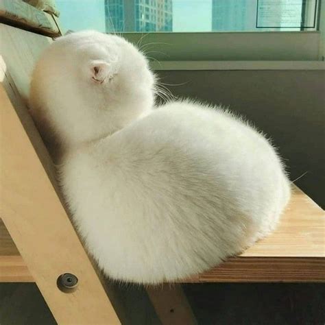 два шарика пломбира | Cute cats, Kittens cutest, Baby cats