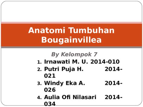 Ppt Anatomi Tumbuhan Bougainvillea