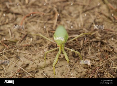 Mantis on the ground. Mantis looking at the camera. Mantis insect ...