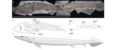 Ancient Fish Fossil Reveals Evolutionary Origin Of The Human Hand