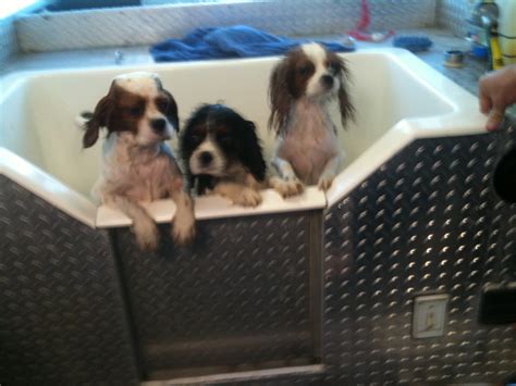 Daddy Shows Naked Pictures This Is Wrong Spoiled Cavaliers