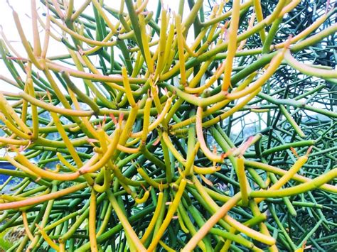 Milk Bush Pencil Tree Isolated On Sky Stock Photo Image Of Lawn