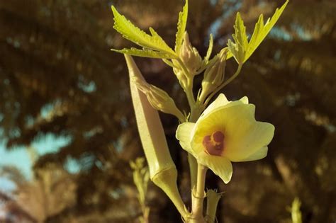 Mucilaginous Images Free Download On Freepik