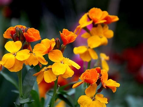 5 Flores De Día De Muertos Cuáles Son Y Su Significado En El Altar