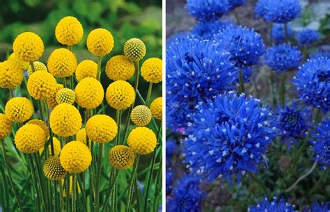 'Удиви соседку': 5 необычных цветов шаровидной формы для украшения клу ...