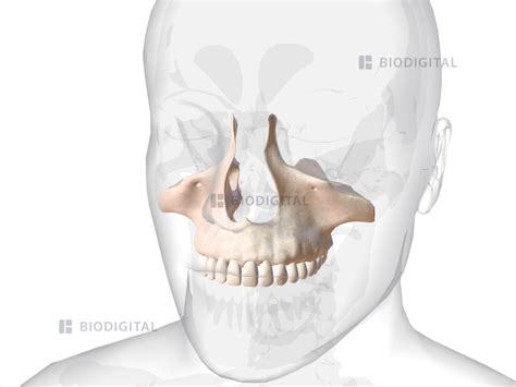 Upper Jaw Biodigital Anatomy