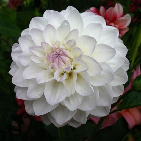 Георгина Эвелин 1 шт/уп купить за 290.00 р. в садовом центре АСТ Медовое