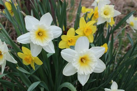 Daffodils Flower Hd Images Best Flower Site