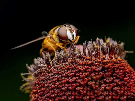 Invasive Yellow Legged Hornets Spotted In Us For First Time International