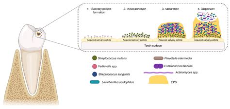 Dental Plaque Biofilm