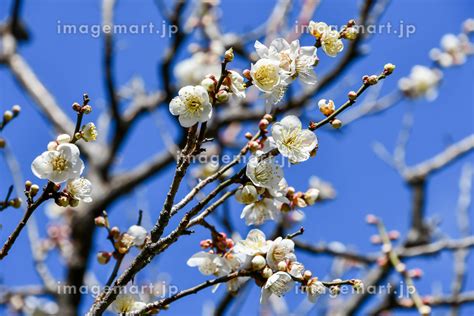 春の訪れを告げる梅の花の写真素材 239393981 イメージマート