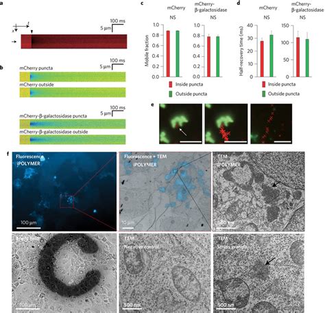 Biophysical And Ultrastructural Analysis Of IPOLYMER In Living Cells A