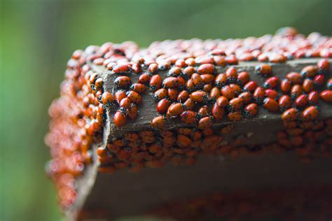 Lady Bug Infestation Jeremy M Lawrence Flickr
