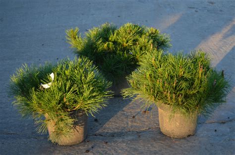 Комнатные растения Декоративные растения зеленый - купить по выгодной ...