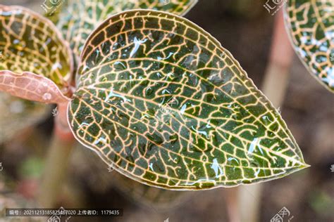 金线莲叶子图片素材下载 植物花草素材下的枝叶图片素材 汇图网