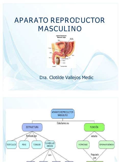 Pdf Aparato Reproductor Masculino Dokumen Tips