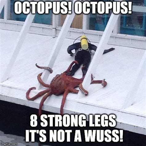 Octopus Memes Imgflip
