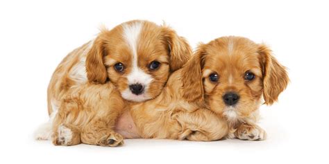cavalier king charles puppies  sale  florida