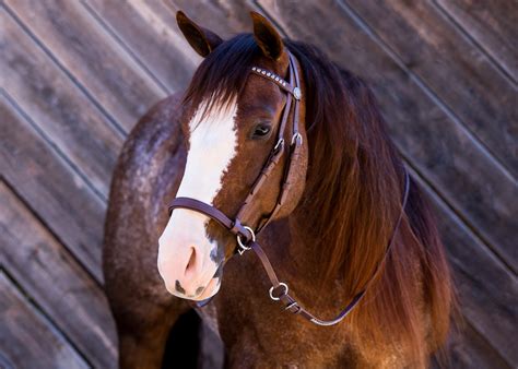 deluxe beta headstall  bitless bridle  dr robert cook