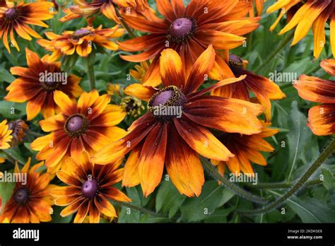 Black Eyed Susan Stock Photo Alamy