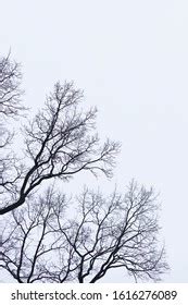 Naked tree 图片库存照片和矢量图 Shutterstock