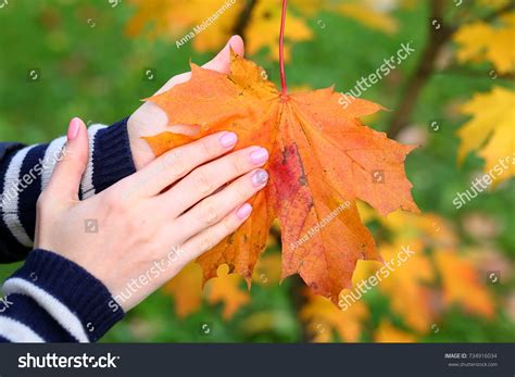 Woman Holding Maple Leaf Over 14 461 Royalty Free Licensable Stock