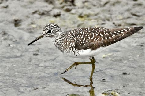 Solitary Sandpiper