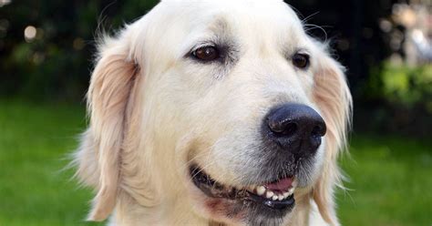 golden retriever colors  colors       dont golden hearts