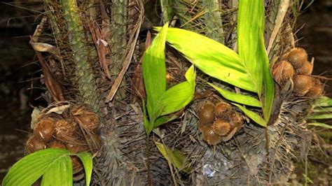 Desa Wisata Agro Bangunkerto Surganya Salak Di Tengah Yogyakarta KostaTV