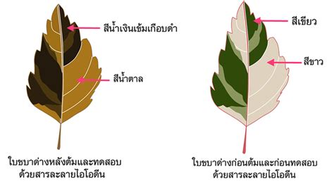 ตวเลอกใดตอไปนวเคราะหชดการทดลองขางตน ไม ถกตอง