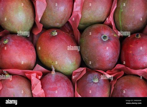 Tommy Atkins Mangos In Transport Carton Stock Photo Alamy