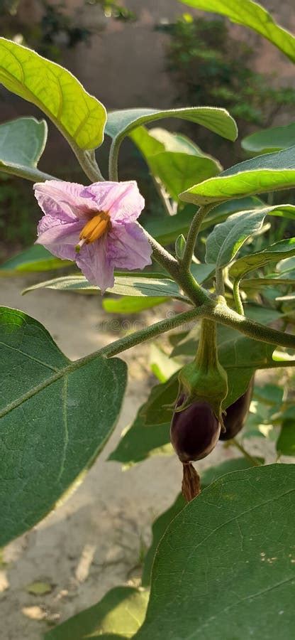 Brinjal or Eggplant Flowers and Fruits on Plant Stock Image - Image of ...