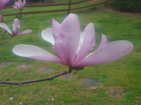 Tulip Magnolia Ornamental Free Photo On Pixabay Pixabay