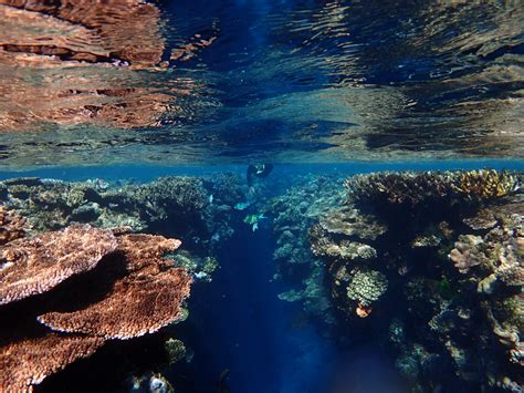 Fiji | Snorkeling, Etc.