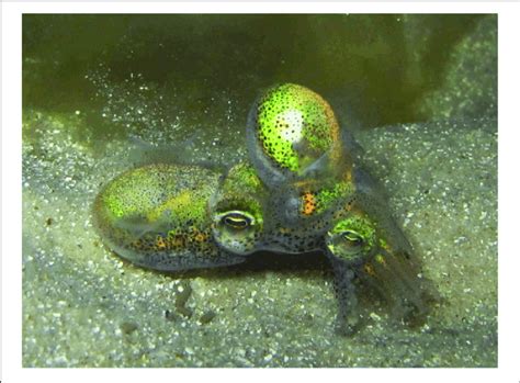 A Male Left Southern Dumpling Squid Euprymna Tasmanica