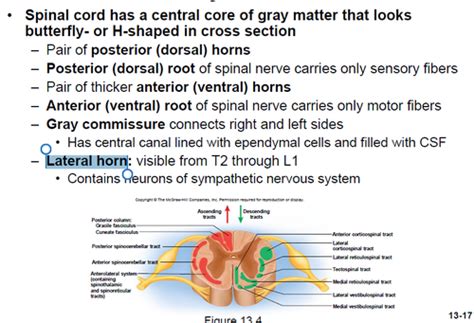 Chapter 13 Spinal Cord Spinal Nerves And Somatic Reflexes Flashcards Quizlet