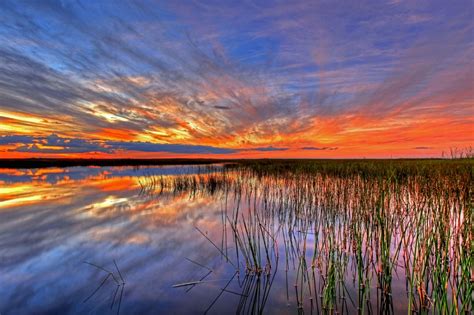 Colorful Everglades Sunset Free Stock Photo - Public Domain Pictures
