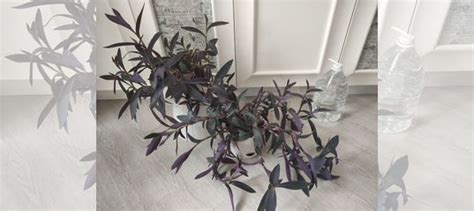 Комнатные растения традесканции купить в Москве | Товары для дома и ...