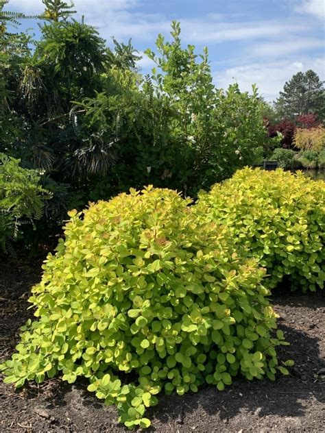 Tor Gold | Valkplant