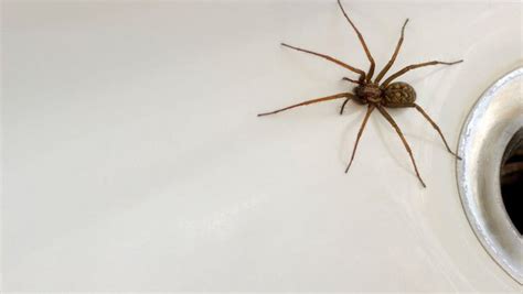 Thousand Of Sex Crazed Spiders Start Invading Uk Homes Adomonline