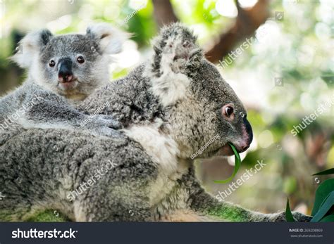 Cute Koala Mother And Baby: Over 1,313 Royalty-Free Licensable Stock ...