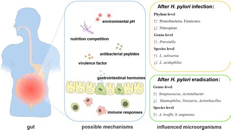 Frontiers The Interactions Between Oral Gut Axis Microbiota And