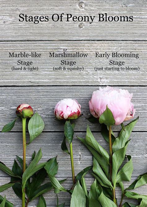 How To Care For Peonies Back Gardener