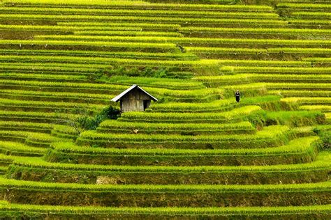 Discover The Magic Of Vietnam S Rice Fields Photography