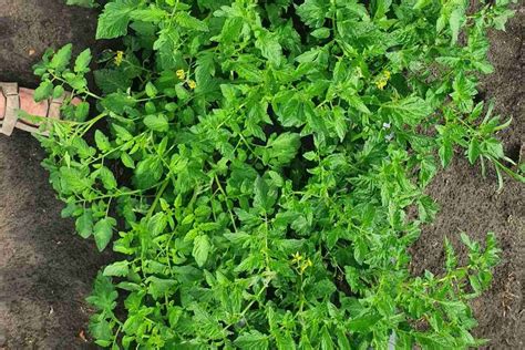 Heinz 1015 F1, Seminţe hibrid de tomat, Heinz Seed, cumpar, pret ...